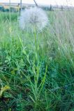 Tragopogon dubius подвид major