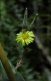 Lactuca serriola