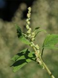 Atriplex calotheca. Верхушка побега с соцветием. Финляндия, Хельсинки, о. Лауттасаари, побережье Финского залива. 21 августа 2015 г.