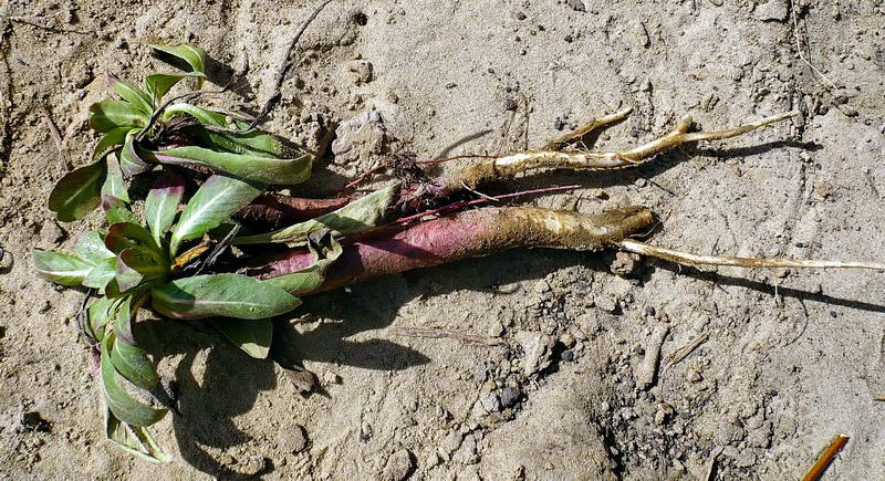 Изображение особи Oenothera biennis.