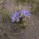 Gentiana septemfida. Цветки и бутоны. Кабардино-Балкария, северный склон Эльбруса, ур. Аэродром, выс. ок. 2850 м н.у.м. 12.09.2011.