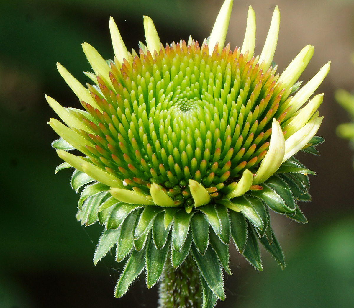 Изображение особи Echinacea purpurea.