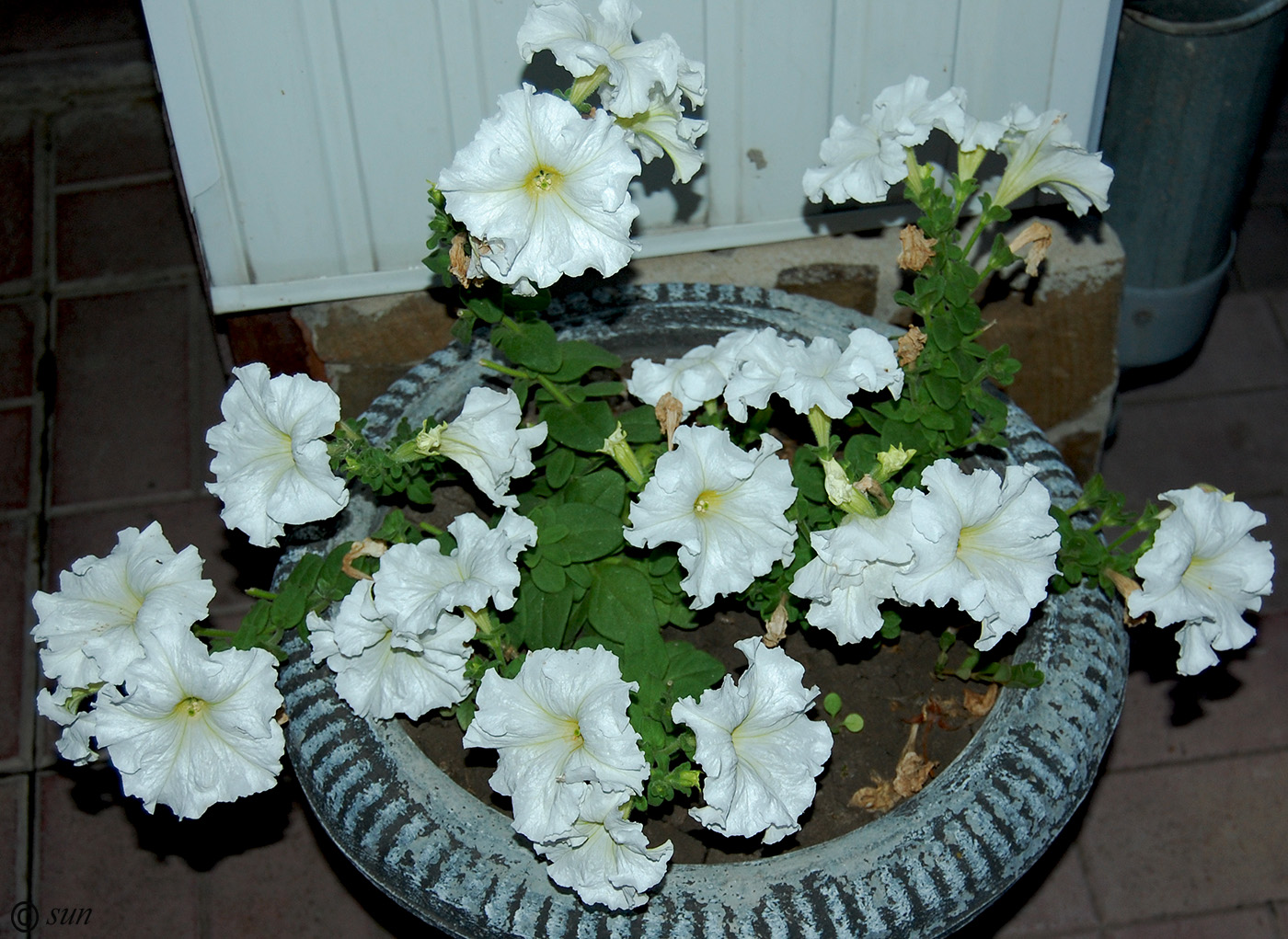 Изображение особи Petunia &times; hybrida.