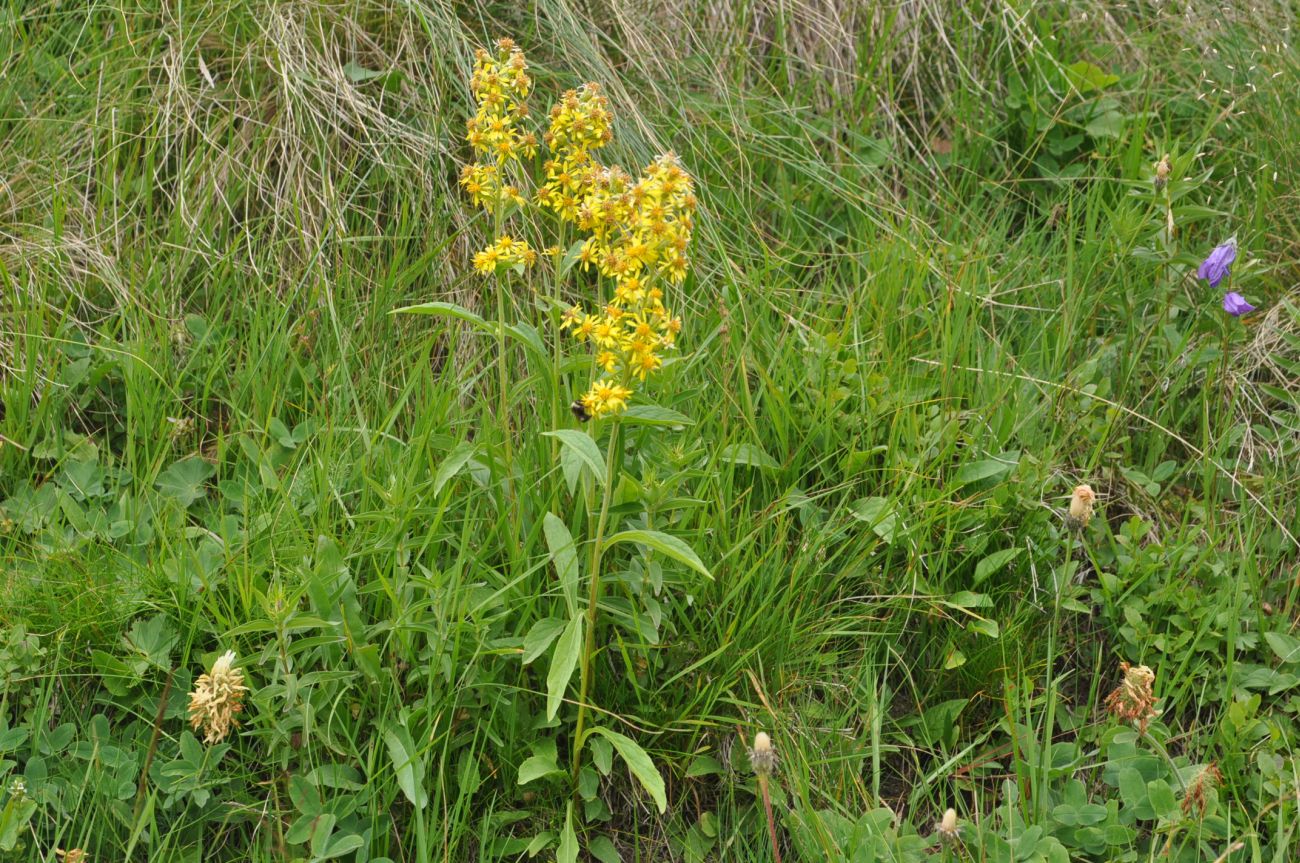 Изображение особи род Solidago.