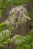 Clematis vitalba