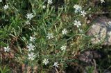 Stellaria dahurica