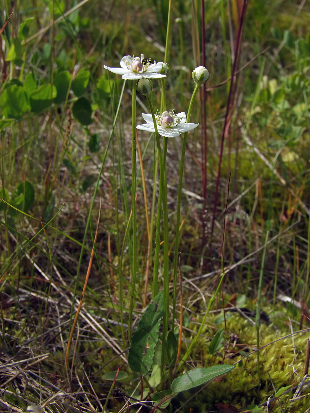 Изображение особи Parnassia palustris.