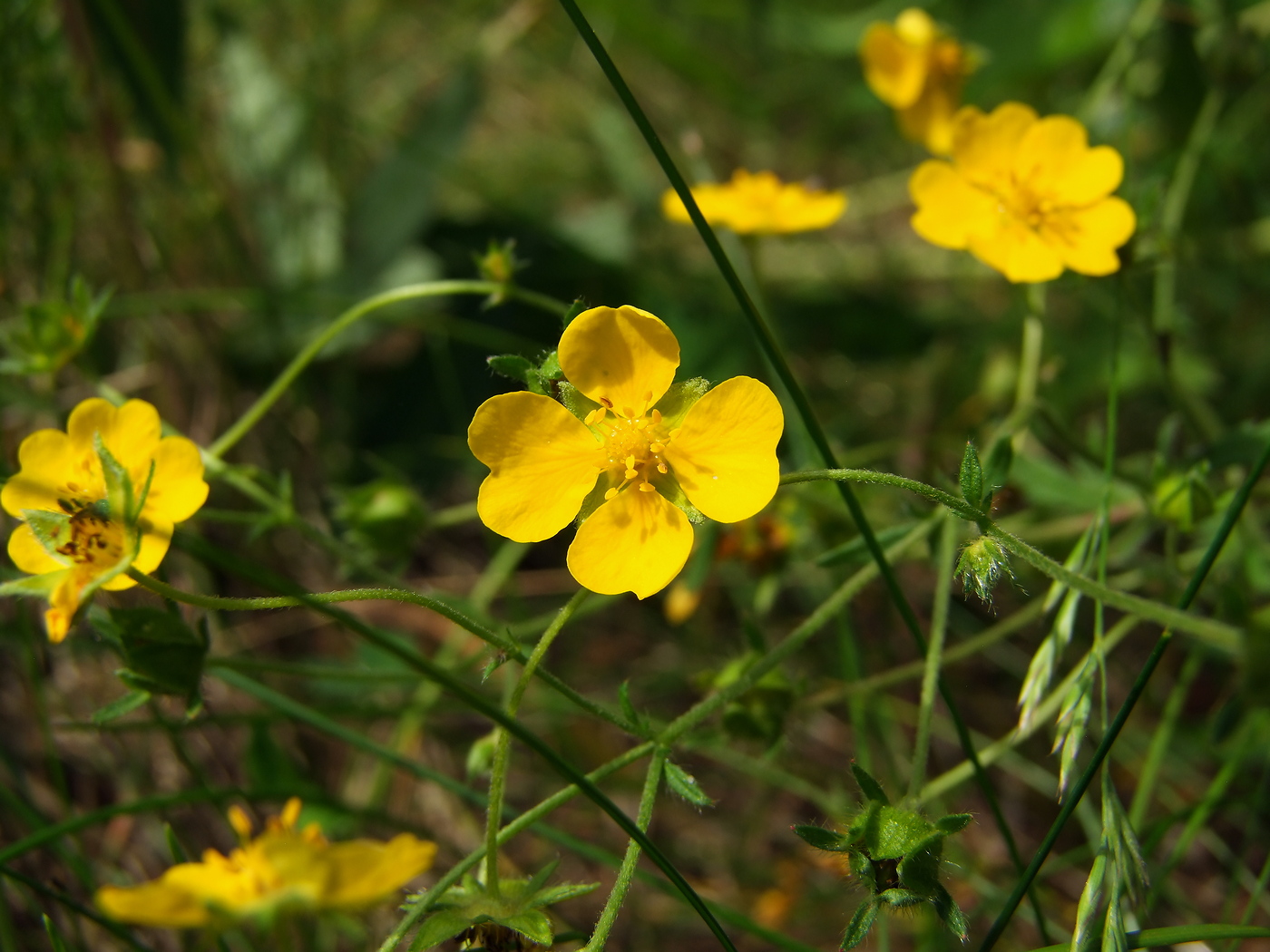 Изображение особи Potentilla chrysantha.