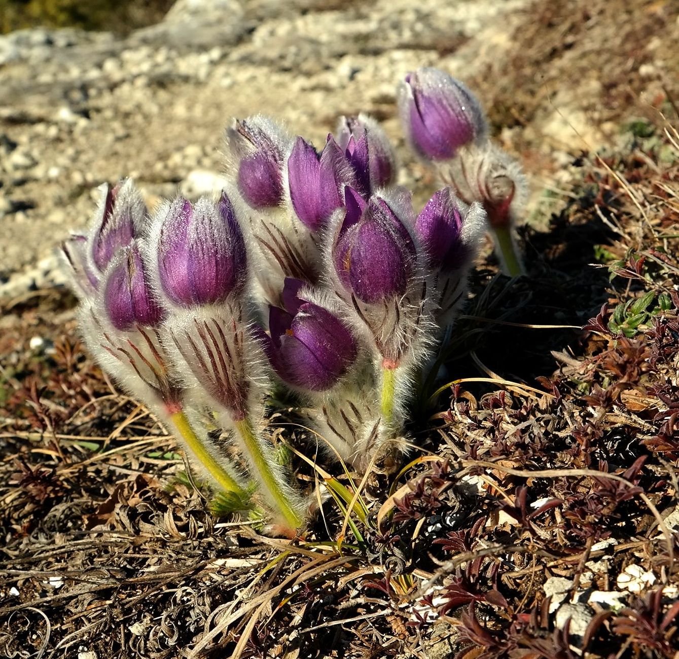 Image of Pulsatilla taurica specimen.