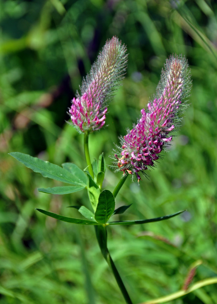 Изображение особи Trifolium rubens.