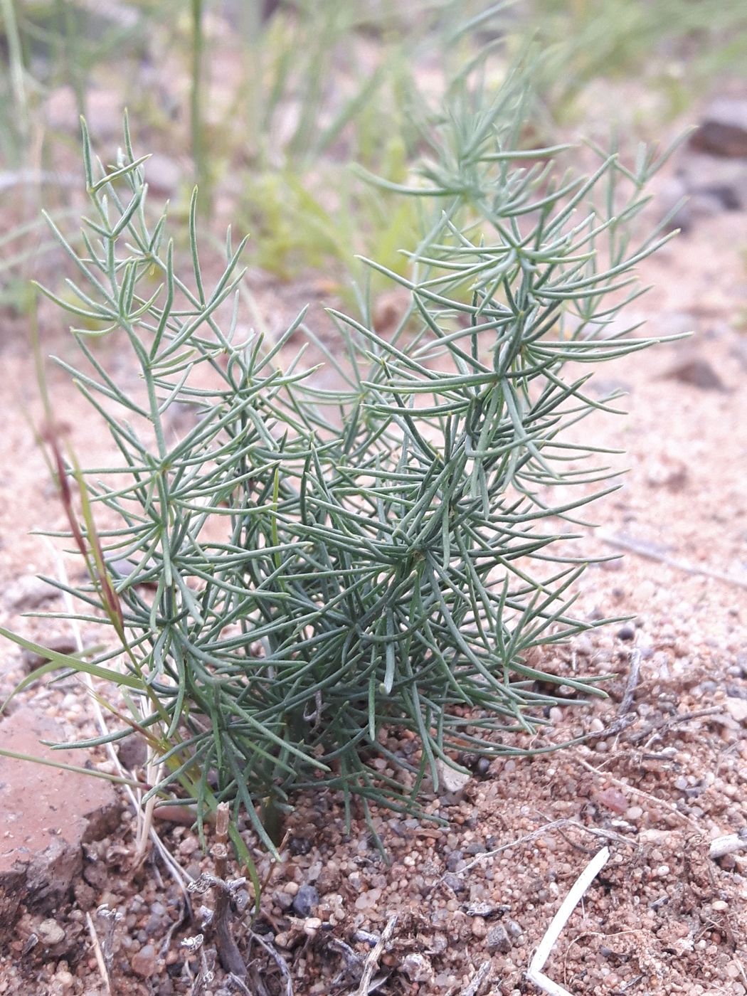 Изображение особи род Asparagus.