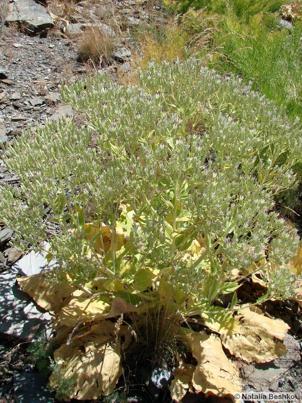 Image of Anura pallidivirens specimen.