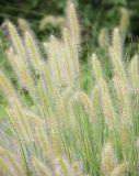 Pennisetum villosum. Соцветия. Краснодарский край, Динской р-н, окр. станицы Пластуновская, правый берег р. Ставок, монастырь Богоматери Всецарицы. 09.08.2018.