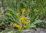 Astragalus schanginianus