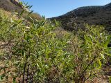 Anagyris foetida