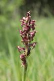 Anacamptis coriophora. Соцветие. Крым, Байдарская долина, поляна в лиственном лесу. 13.06.2022.