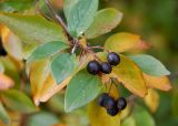 Cotoneaster lucidus