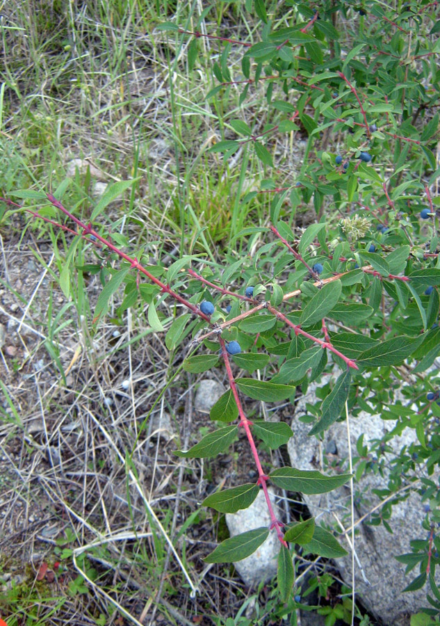 Изображение особи Lonicera stenantha.