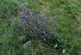 Cichorium intybus