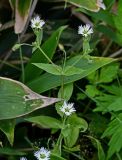 Fimbripetalum radians. Верхушка цветущего растения (рядом видны листья Sasa). Курильские о-ва, о-в Кунашир, берег оз. Лагунное, опушка смешанного леса. 18.08.2022.