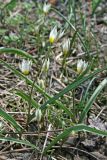 Tulipa bifloriformis