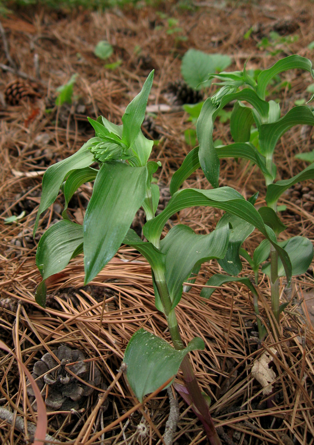 Изображение особи Epipactis helleborine.