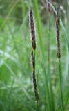 Carex flacca