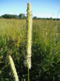 Phleum pratense