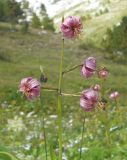 Lilium pilosiusculum