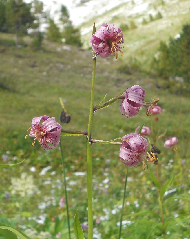 Изображение особи Lilium pilosiusculum.