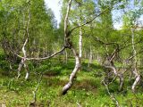 Betula tortuosa