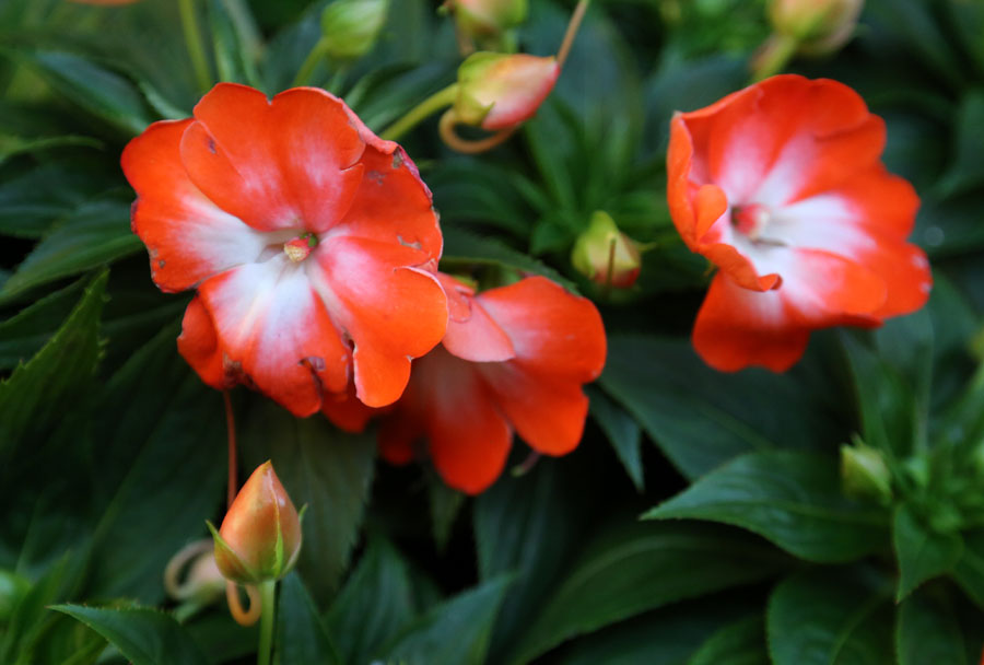 Изображение особи Impatiens hawkeri.