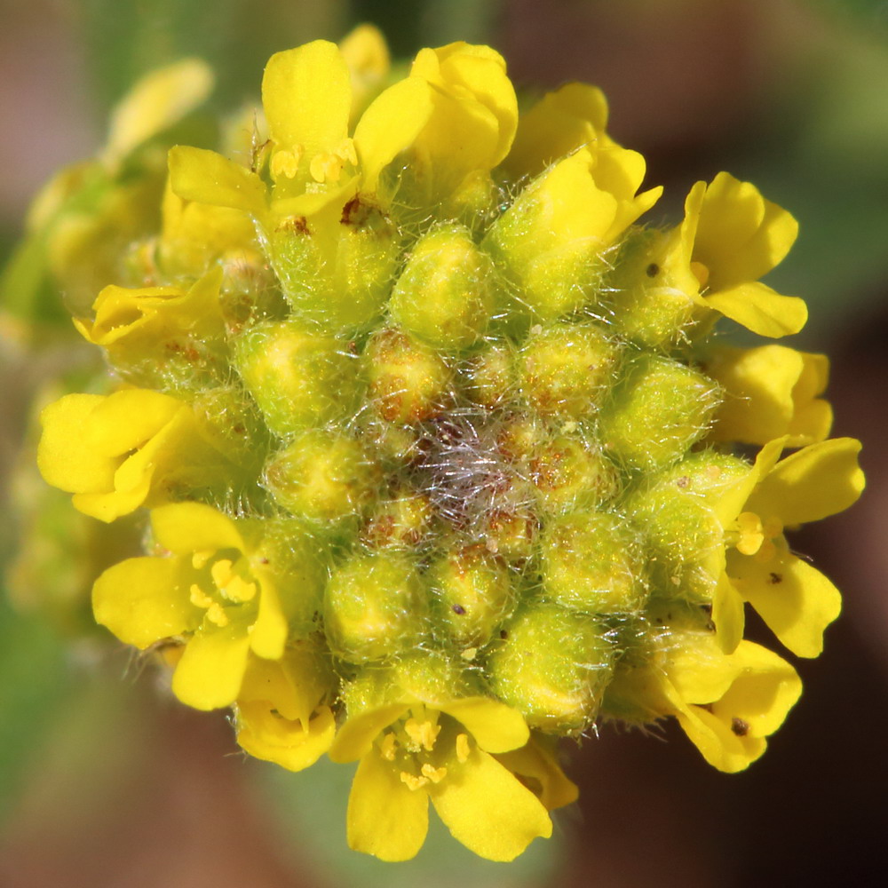 Бурачок туркестанский пустынный (Alyssum turkestanicum var. desertorum)