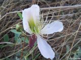 Capparis herbacea