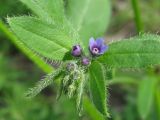 Asperugo procumbens