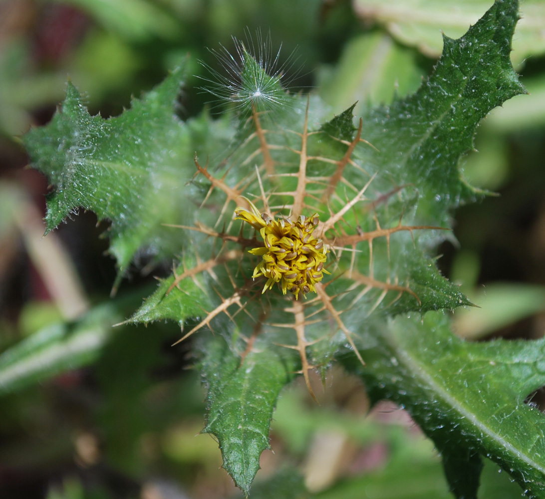 Изображение особи Centaurea benedicta.