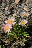 Taraxacum lilacinum