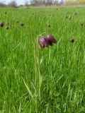 Fritillaria meleagroides