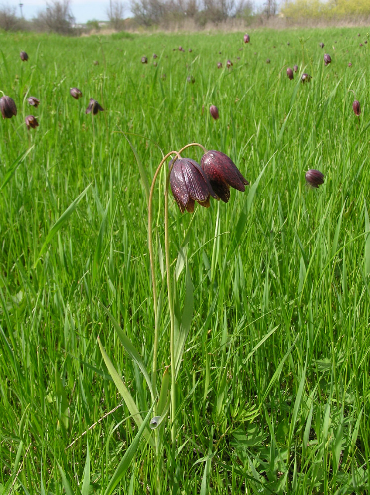 Image of Fritillaria meleagroides specimen.