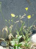 Crepis подвид turkestanica