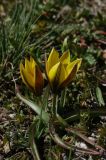 Tulipa dasystemon