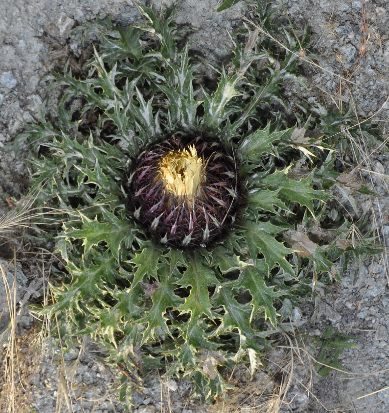 Изображение особи Carlina acanthifolia ssp. utzka.