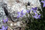 Campanula alberti. Верхушки побегов с цветками. Узбекистан, Ташкентская обл., зап. отроги Чаткальского хр., ур. Чимган, ущ. Катта-Коксай. 26.07.2009.