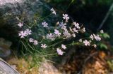 Lychnis sibirica. Верхушка цветущего растения. Республика Саха (Якутия), Олёкминский район, заповедник Олёкминский, р. Олёкма, близ устья р. Тас-Хайко. Июль 1998 г.