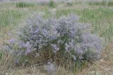 Limonium popovii