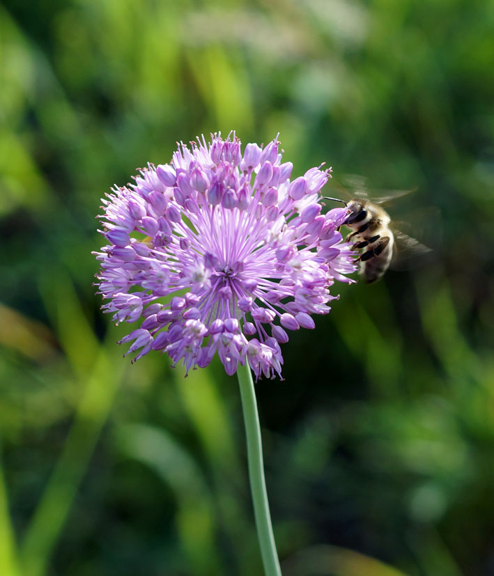 Изображение особи Allium caricifolium.