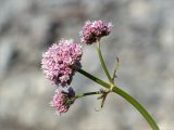 Valeriana sambucifolia. Верхушка побега с соцветием. Мурманская обл., п-ов Рыбачий, побережье Большой Волоковой губы, луговинка среди камней на берегу ручья. 30.07.2015.