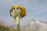 Anthemis подвид pectinata