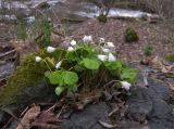 Oxalis acetosella