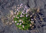 Armeria maritima. Цветущие растения. Исландия, национальный парк Ватнайокюдль (южная часть), окр. ледника Скафтафельсйокюдль, осыпающийся склон. 04.08.2016.